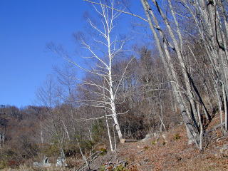Clear blue sky over mountain forests which had been missing for over 6 months.