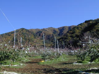 Onnjakumine decorated with autumnal leaves.