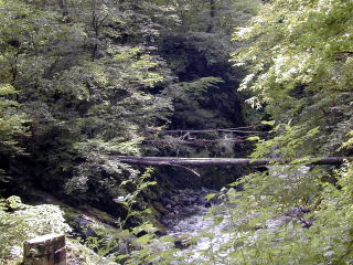 丸太の吊橋