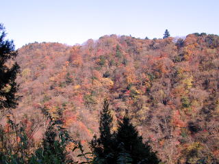 Autumnal leaves in Nakatu_gawa valley