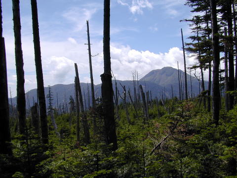 念仏平北方の２３２６m 平頂肩の広大な枯木林