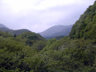 真木小金沢林道から見上げた雁ガ腹摺山