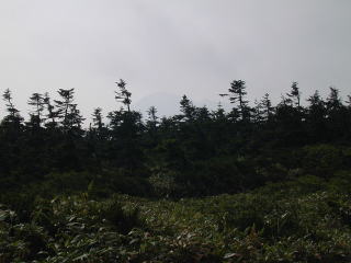 Iwatesann byond forest