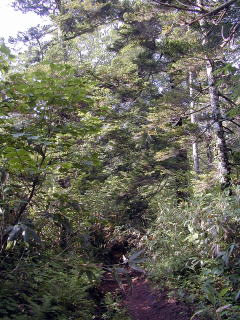 Trail through forest