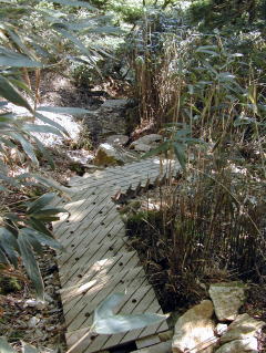 Wooden Steps