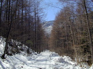 Snowy forest road