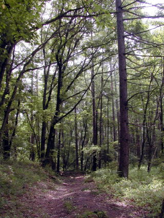 Boumichi Historical walk way through forest