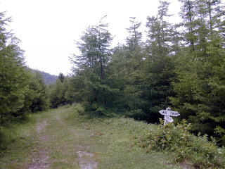 Forestry road crossing