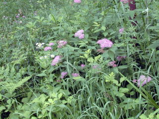 Wild flowers