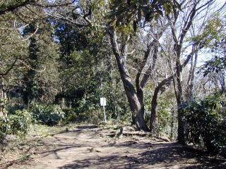 Sengenyama Trail Y Branch