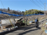川崎にもあるリンゴ畑。　