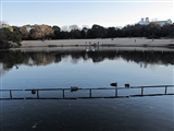 多摩中央公園の池。　