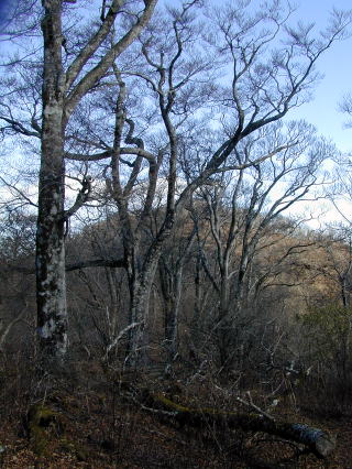 前大室山のブナ林